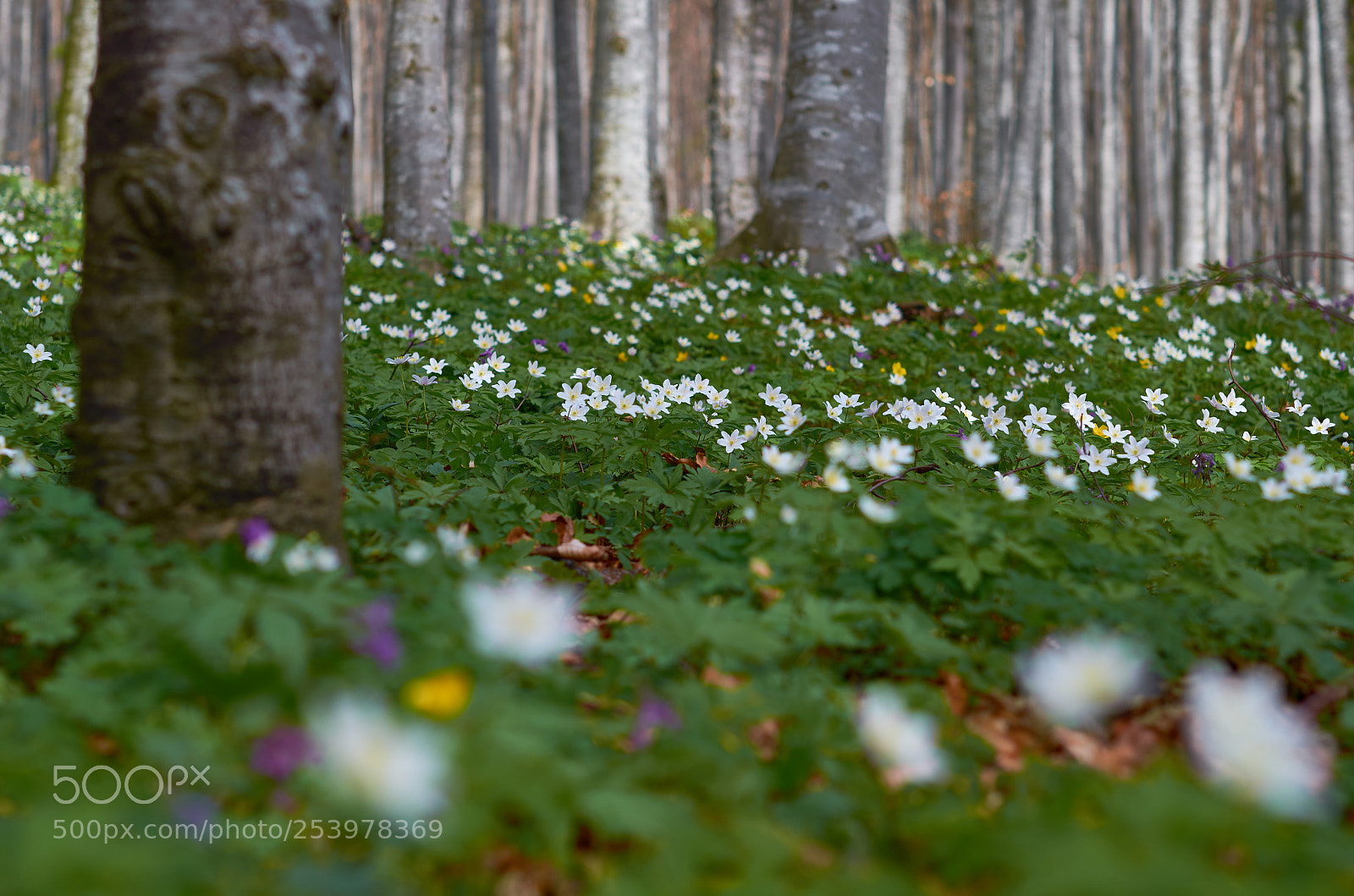 Nikon D7000 sample photo. Spring garden photography