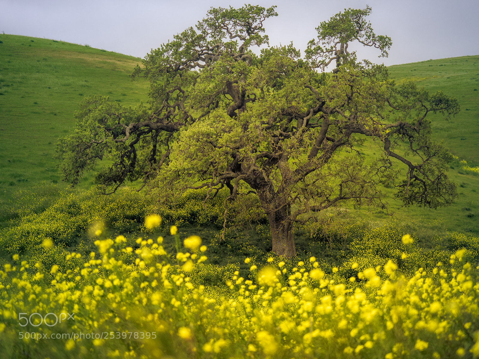 Olympus OM-D E-M1 sample photo. Spring photography