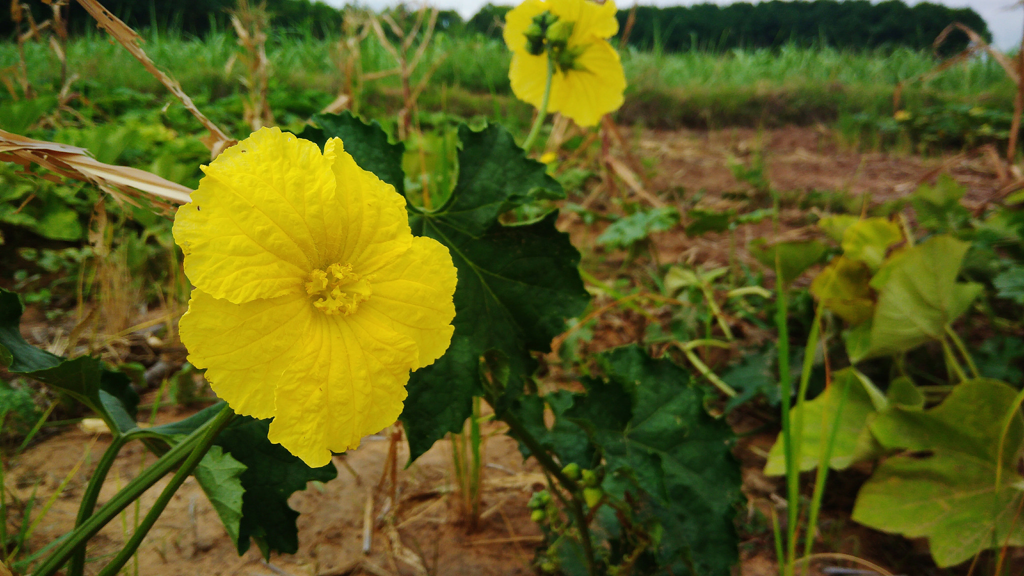 ASUS ZenFone 3 Max (ZC553KL) sample photo. Beautiful yellow flower photography