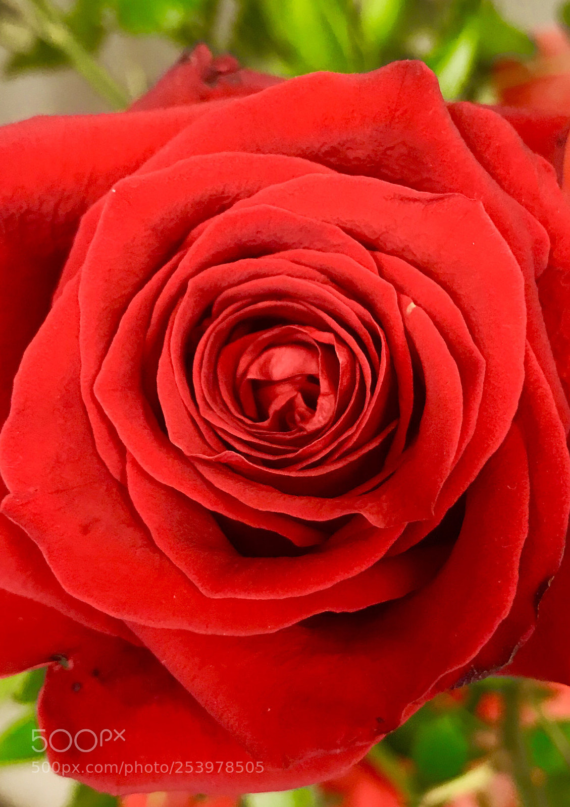 Apple iPhone 7 Plus sample photo. Red rose two photography