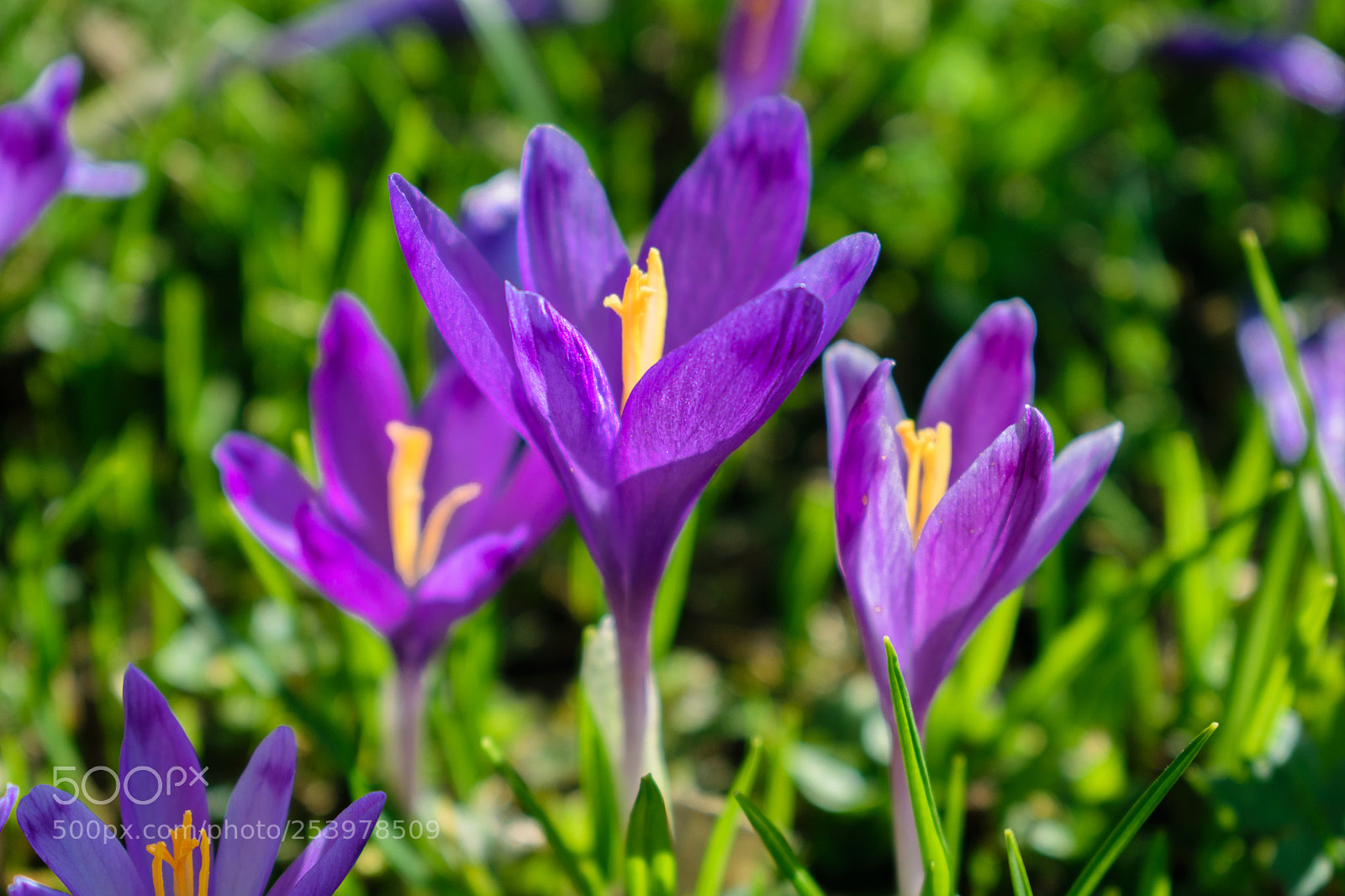 Nikon D5300 sample photo. Crocuses photography
