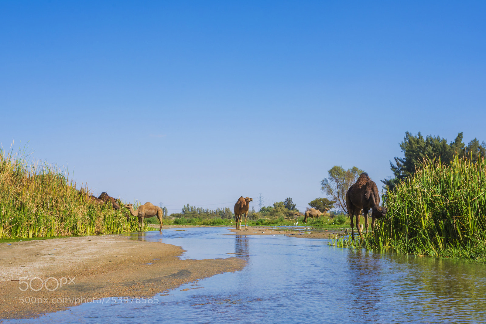 Nikon D7100 sample photo. Camel in river photography