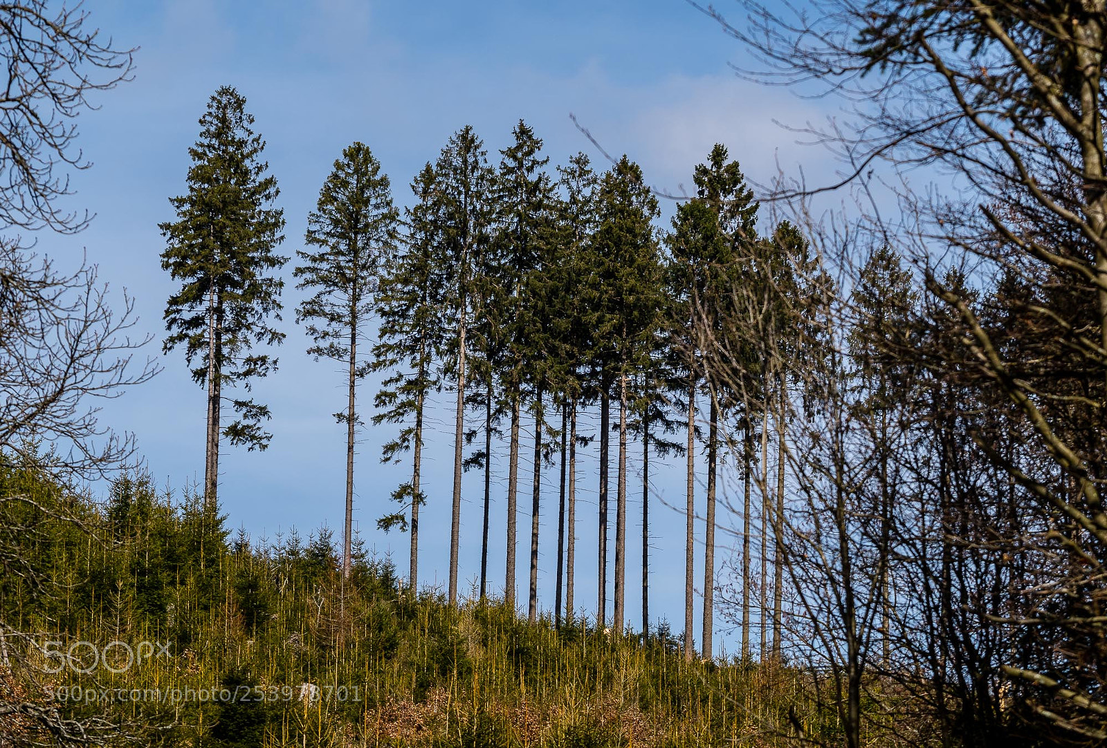 Pentax K-S2 sample photo. Forest series #13 photography