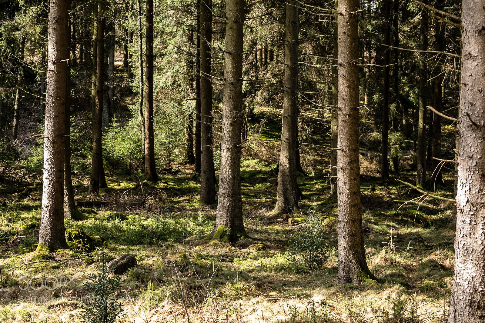 Pentax K-S2 sample photo. Forest series #14 photography