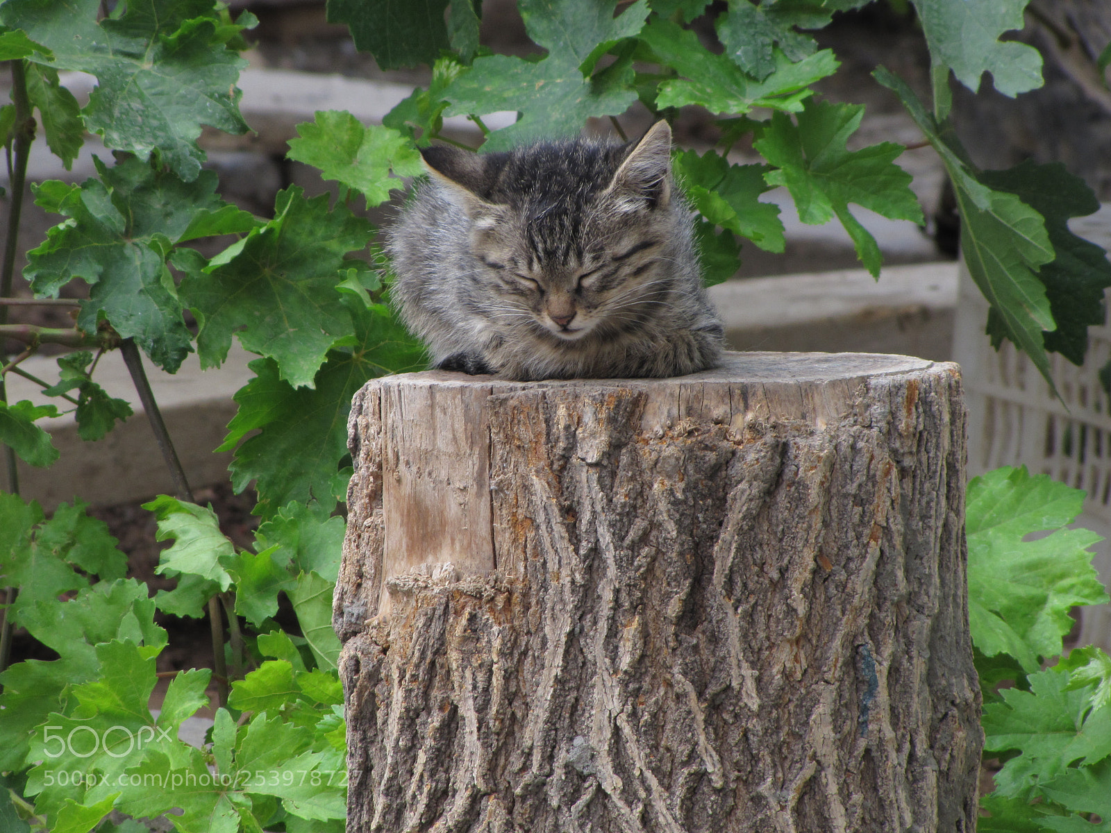 Canon PowerShot SX20 IS sample photo. Young cat snoozing photography