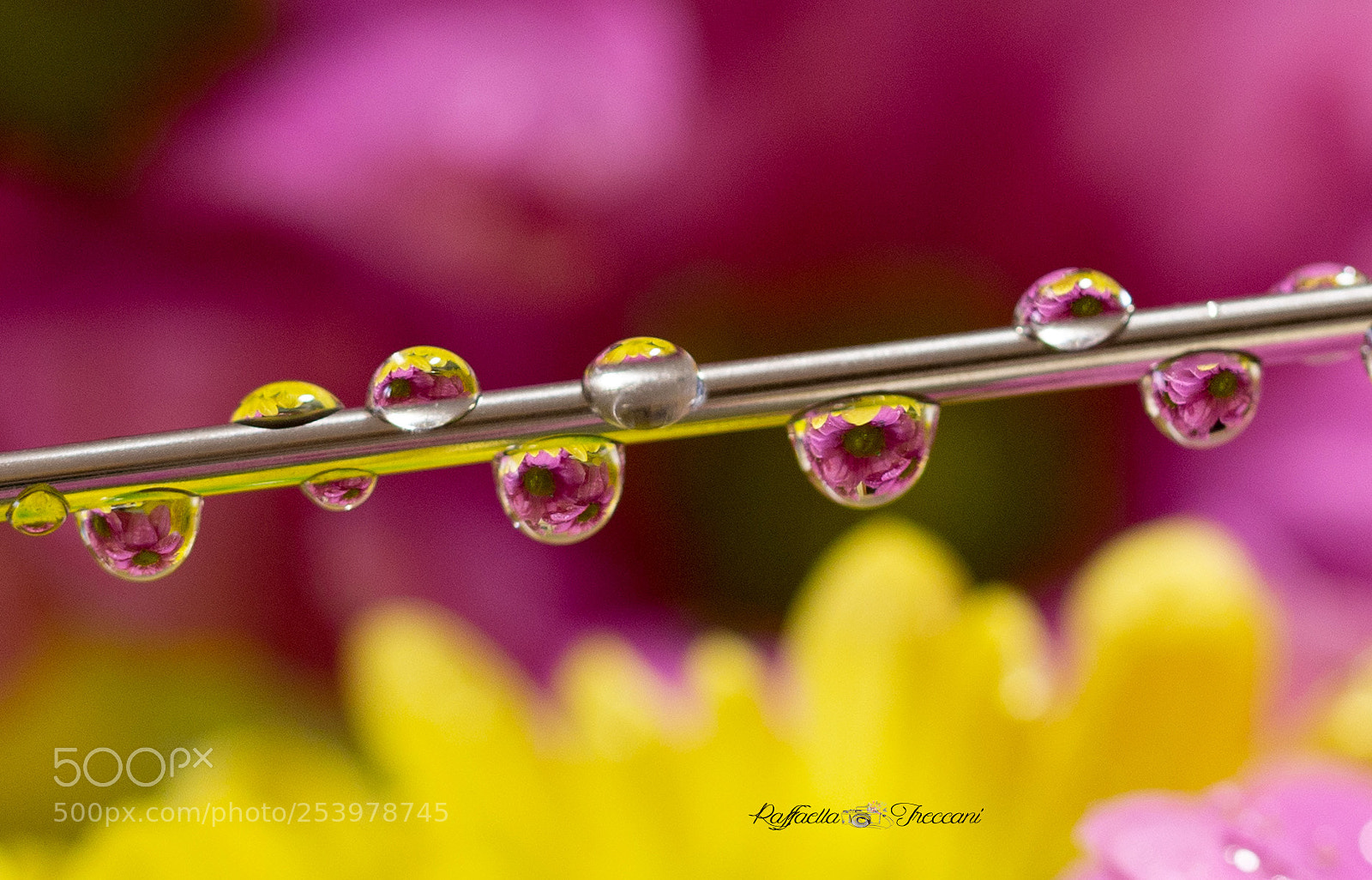 Canon EOS 6D sample photo. Daisies in the drops photography