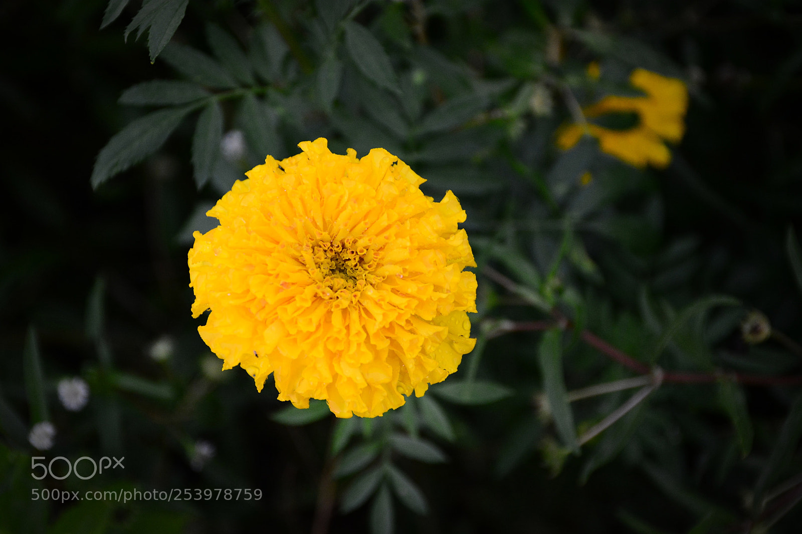 Nikon D5200 sample photo. Beautiful of yellow flower photography