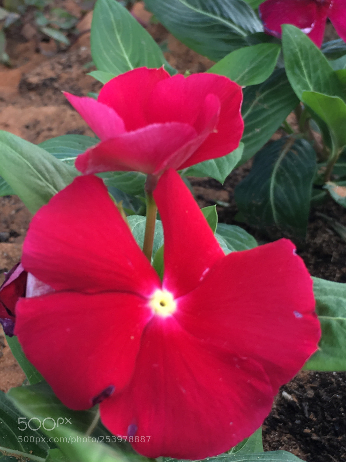 Apple iPhone 6s sample photo. Untitled photography