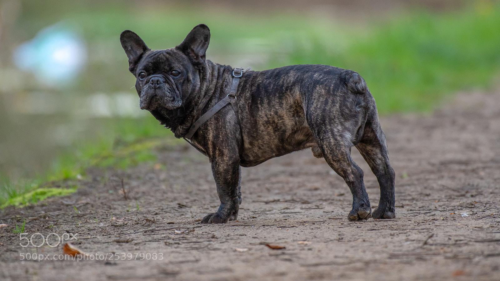 Nikon D500 sample photo. Dog shoot photography