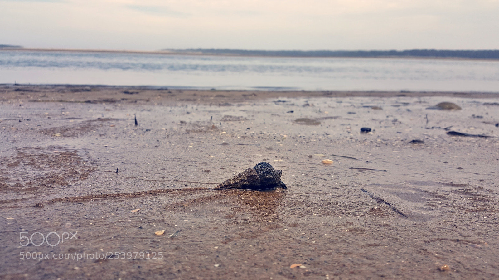 Samsung GALAXY S6 edge sample photo. Shell photography