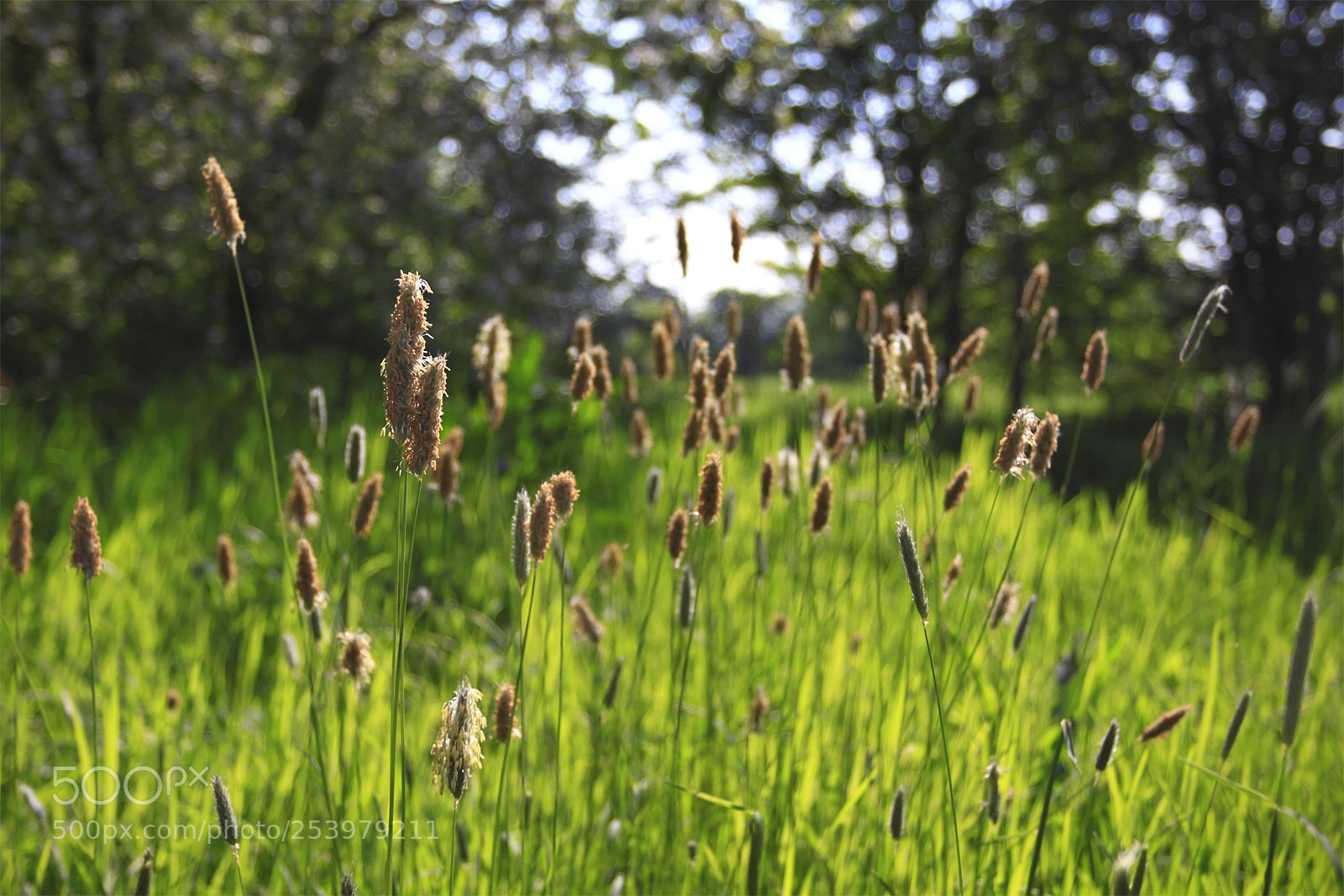 Canon EOS 50D sample photo. Nature photography