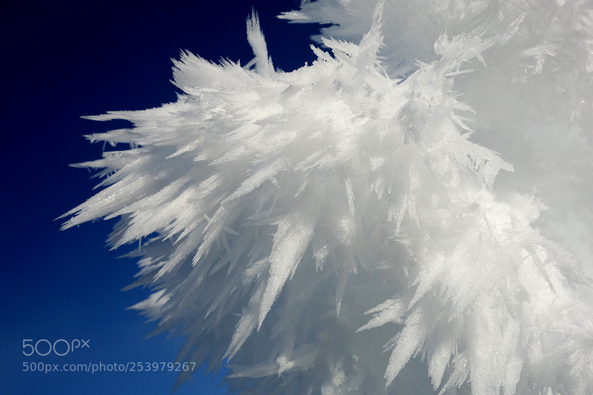 Sony Cyber-shot DSC-RX100 sample photo. Rime ice on the photography