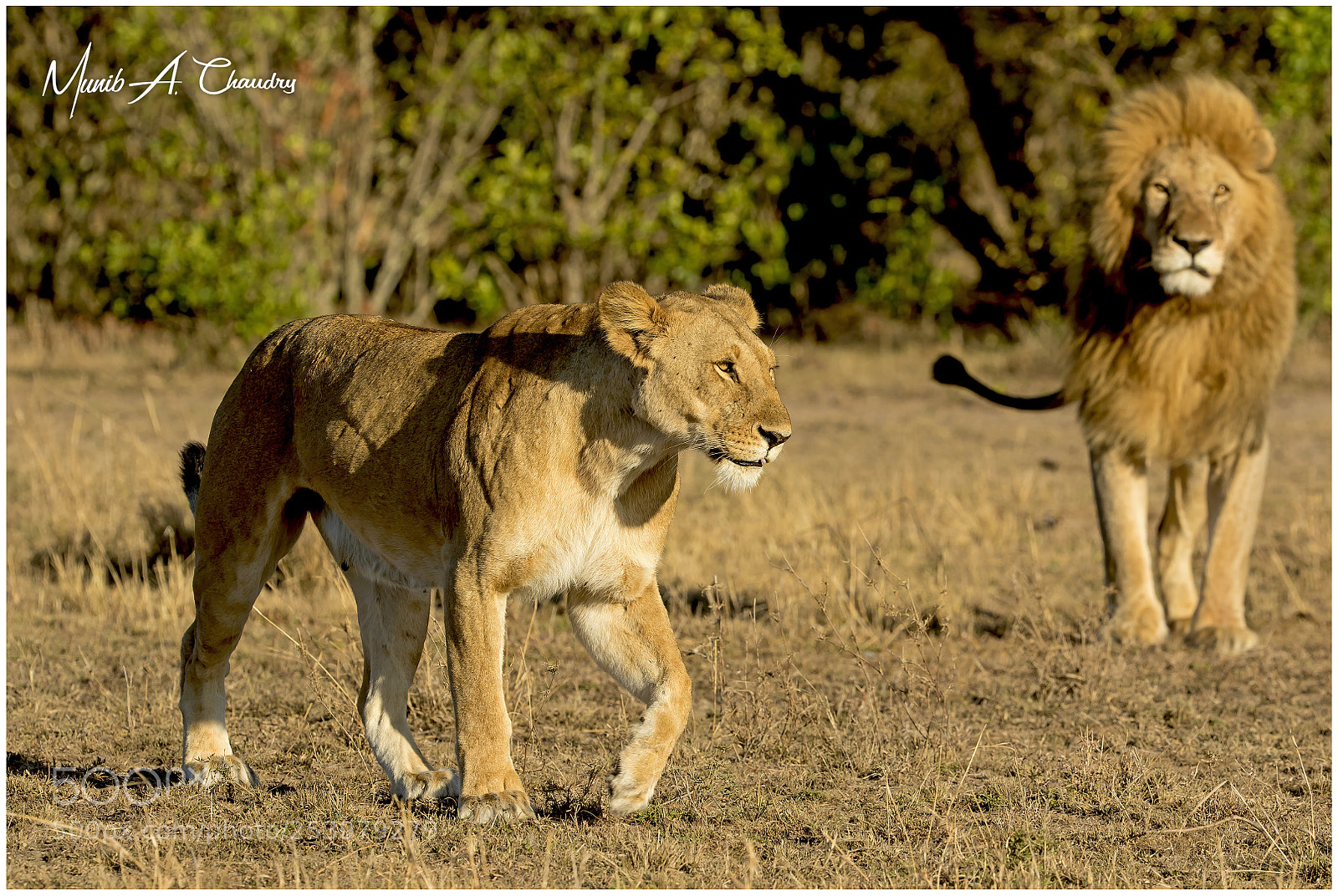 Canon EOS 7D Mark II sample photo. Queen on the catwalk! photography