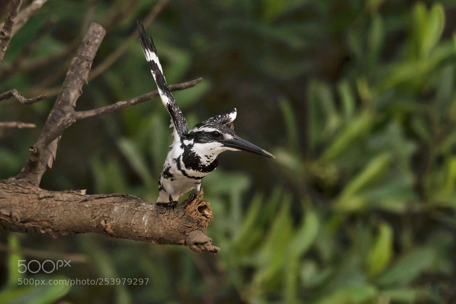 Nikon D500 sample photo. Pied kingfisher  photography