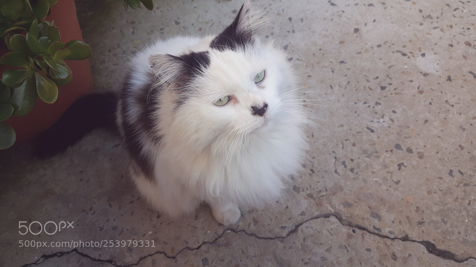 Samsung GALAXY S6 edge sample photo. Cat photography
