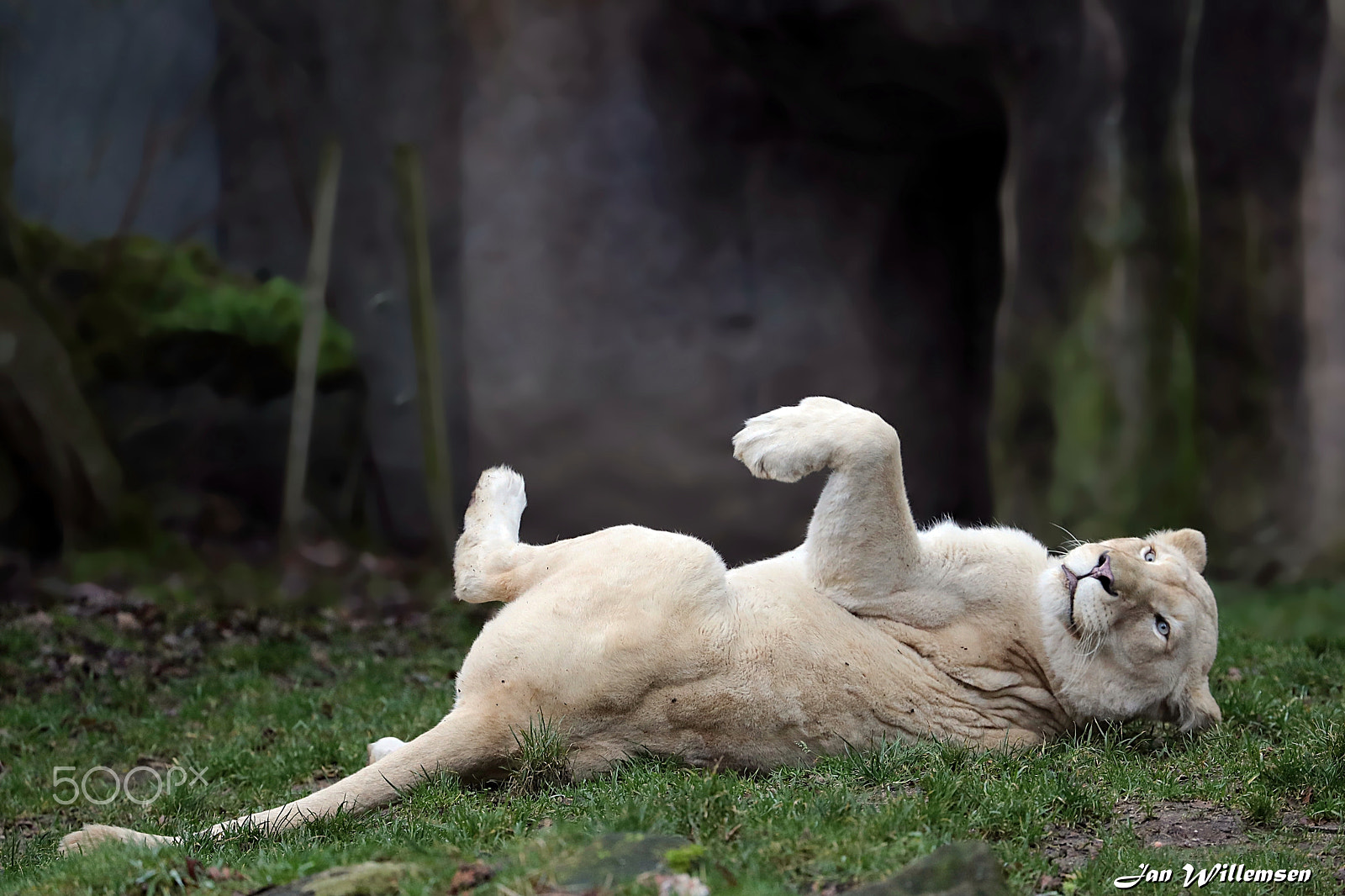 Canon EOS-1D X Mark II + Canon EF 300mm F2.8L IS II USM sample photo. Afr. white lioness photography