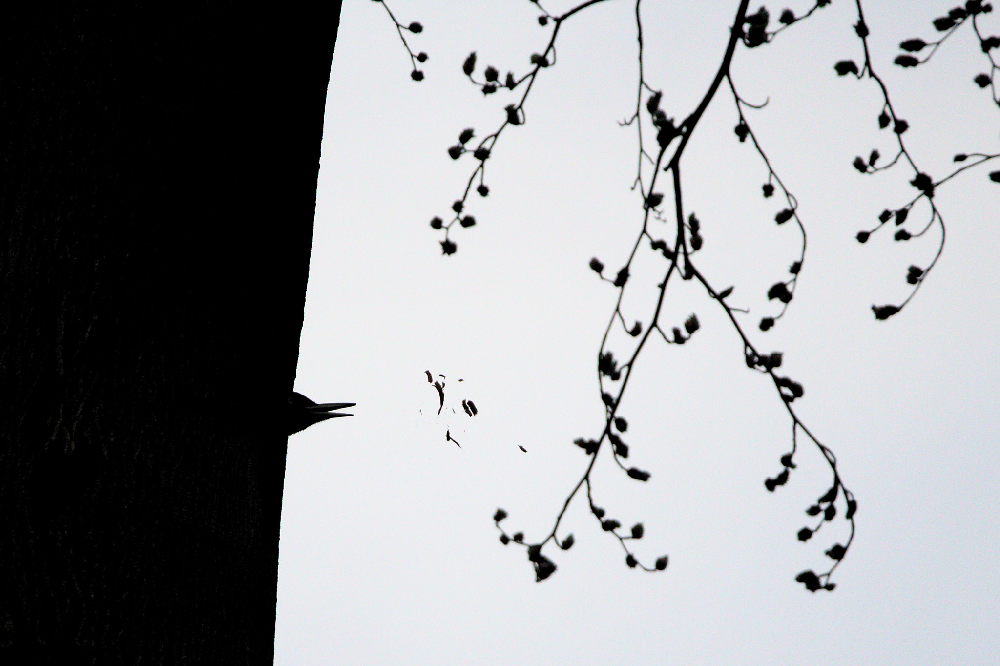 Sigma 150-600mm F5-6.3 DG OS HSM | C sample photo. Black woodpecker at work photography