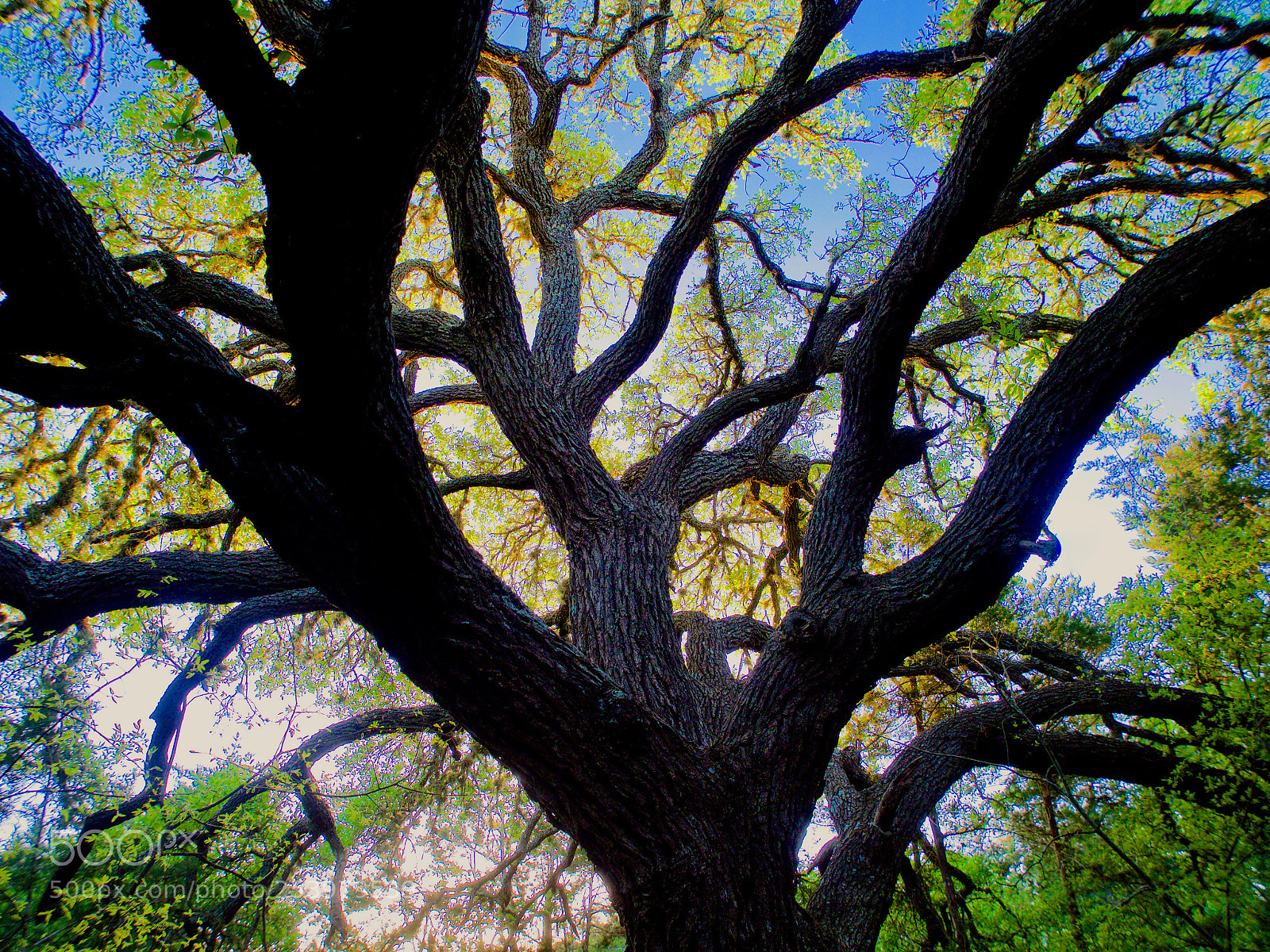 Olympus OM-D E-M1 Mark II sample photo. Look up to see photography
