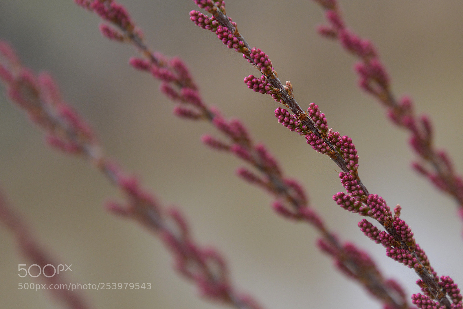 Nikon D5200 sample photo. Primeros brotes photography