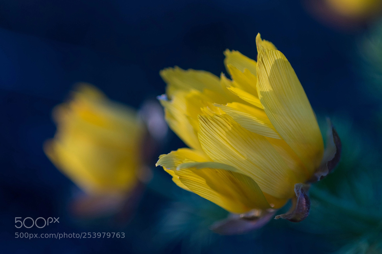 Nikon D500 sample photo. Spring adonis photography