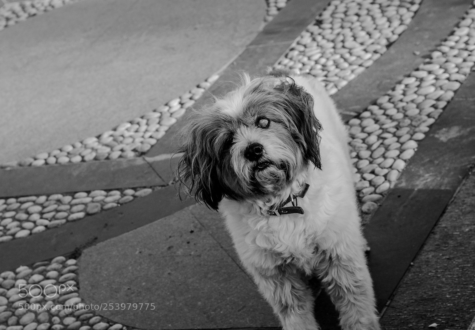 Canon EOS 700D (EOS Rebel T5i / EOS Kiss X7i) sample photo. The dog photography