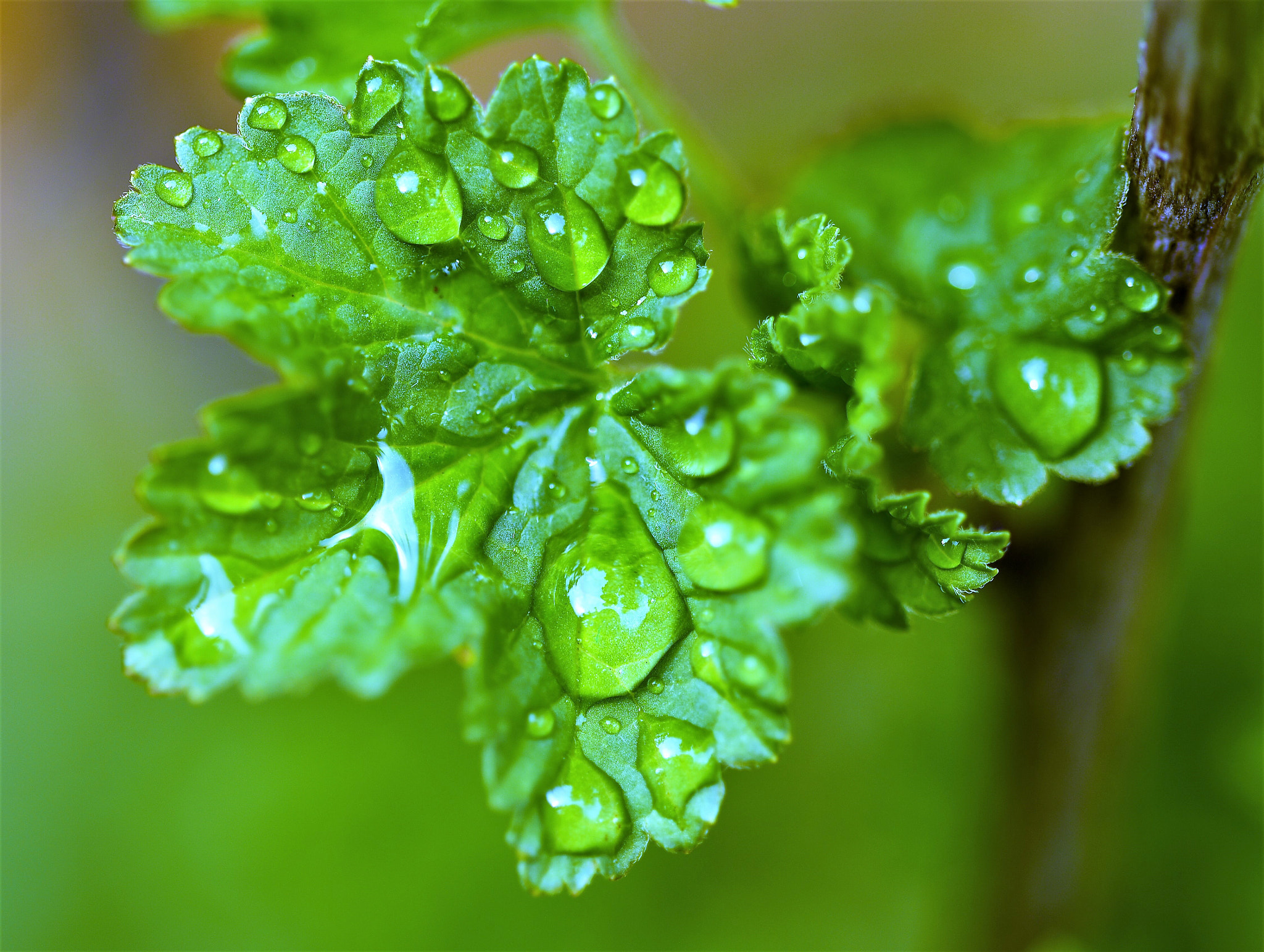Sigma 105mm F2.8 EX DG OS HSM sample photo. Drops  /   tropfen   /  damlalar photography