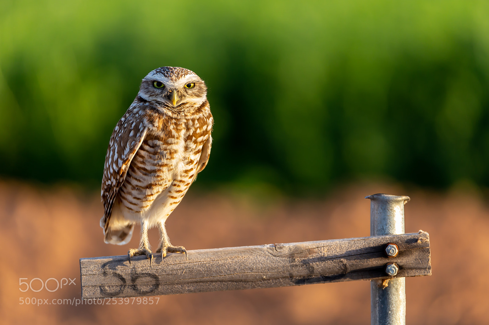 Canon EOS 6D sample photo. Fashionable standing owl photography