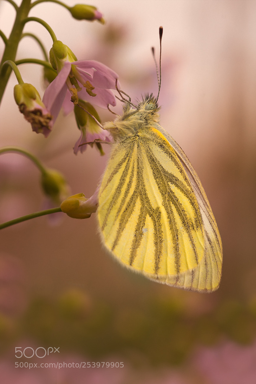 Nikon D7200 sample photo. Weißling 2 photography