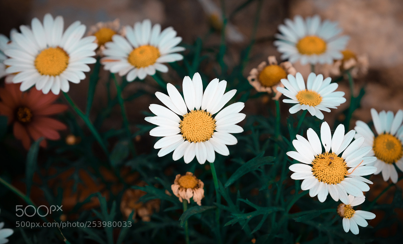 Fujifilm X-T1 sample photo. Сhamomile photography