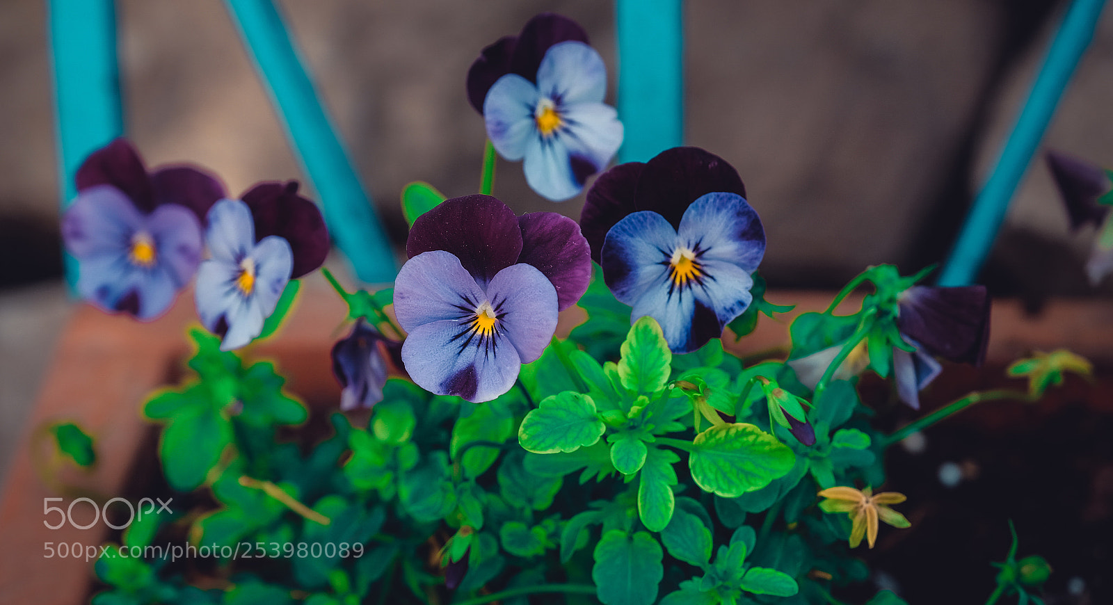 Fujifilm X-T1 sample photo. Violet photography
