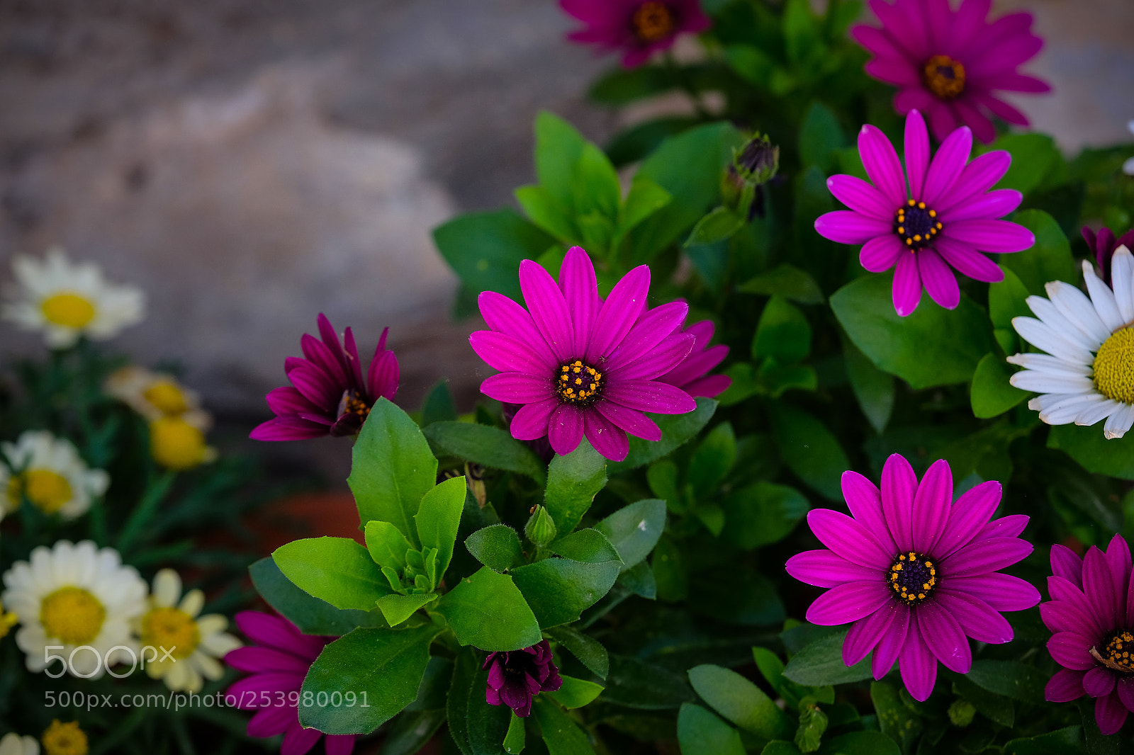 Fujifilm X-T1 sample photo. Garden of eden photography