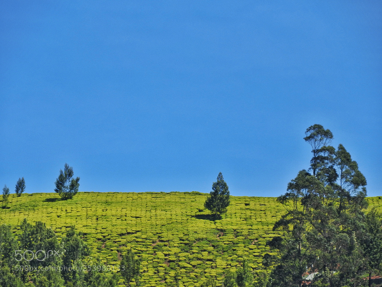 Nikon Coolpix P610 sample photo. Grassland ooty photography