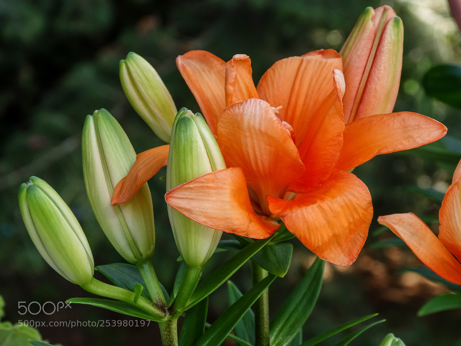 Sony Cyber-shot DSC-HX300 sample photo. El milagro natural photography