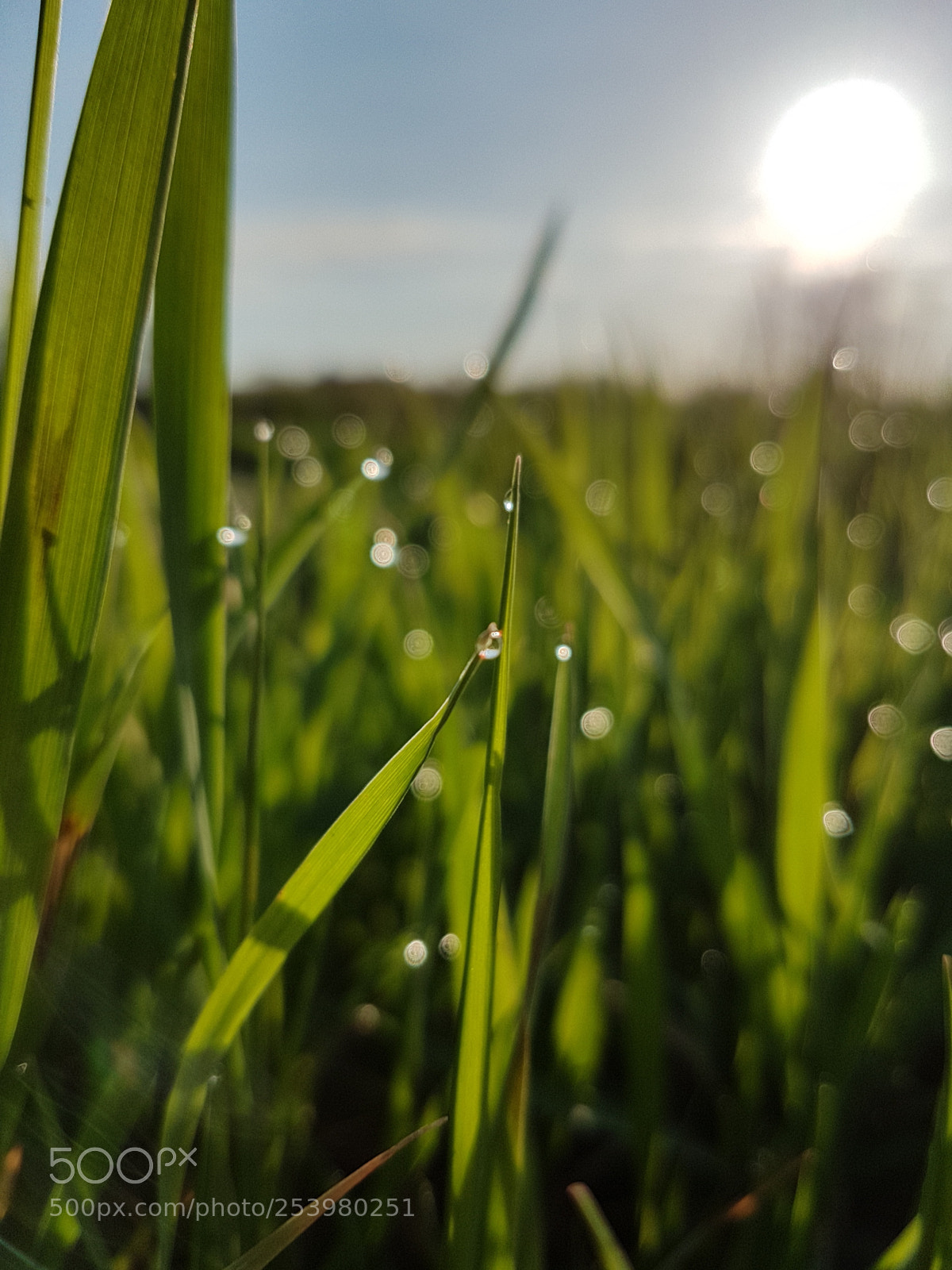 Samsung Galaxy S7 Edge sample photo. Morning dew photography