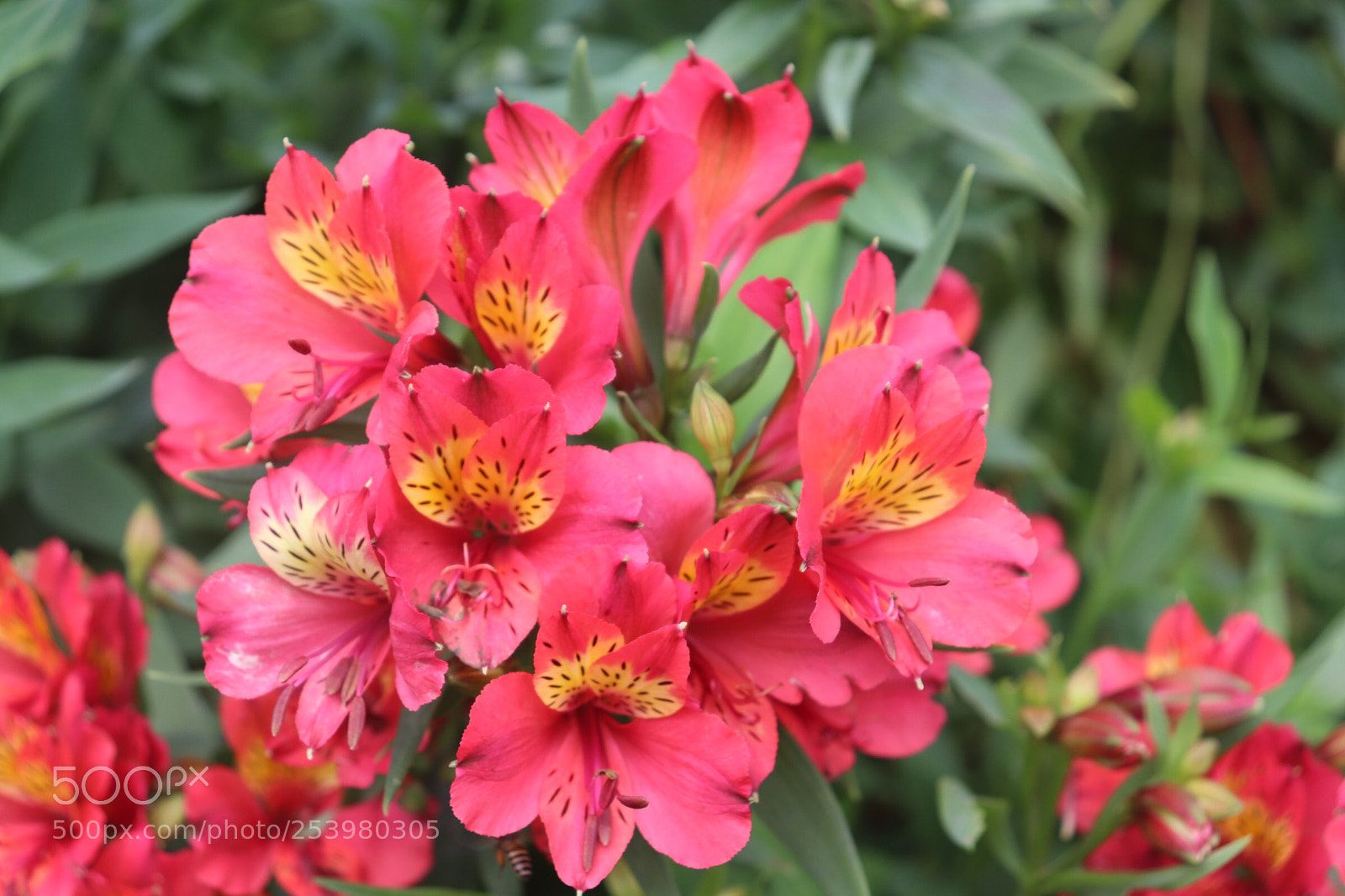 Canon EOS 800D (EOS Rebel T7i / EOS Kiss X9i) sample photo. Earth smiles in the photography
