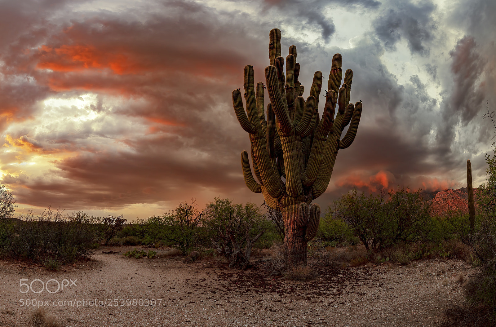 Canon EOS 5DS sample photo. Evil beauty photography