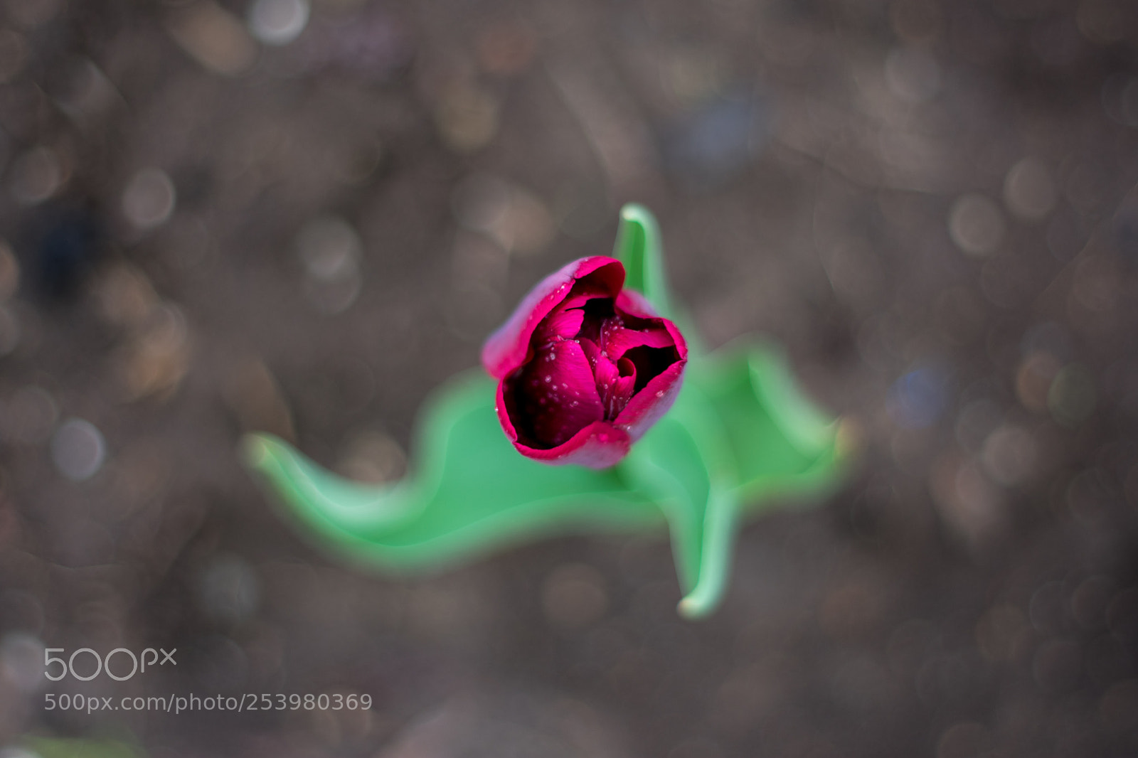 Nikon D3400 sample photo. Flower photography