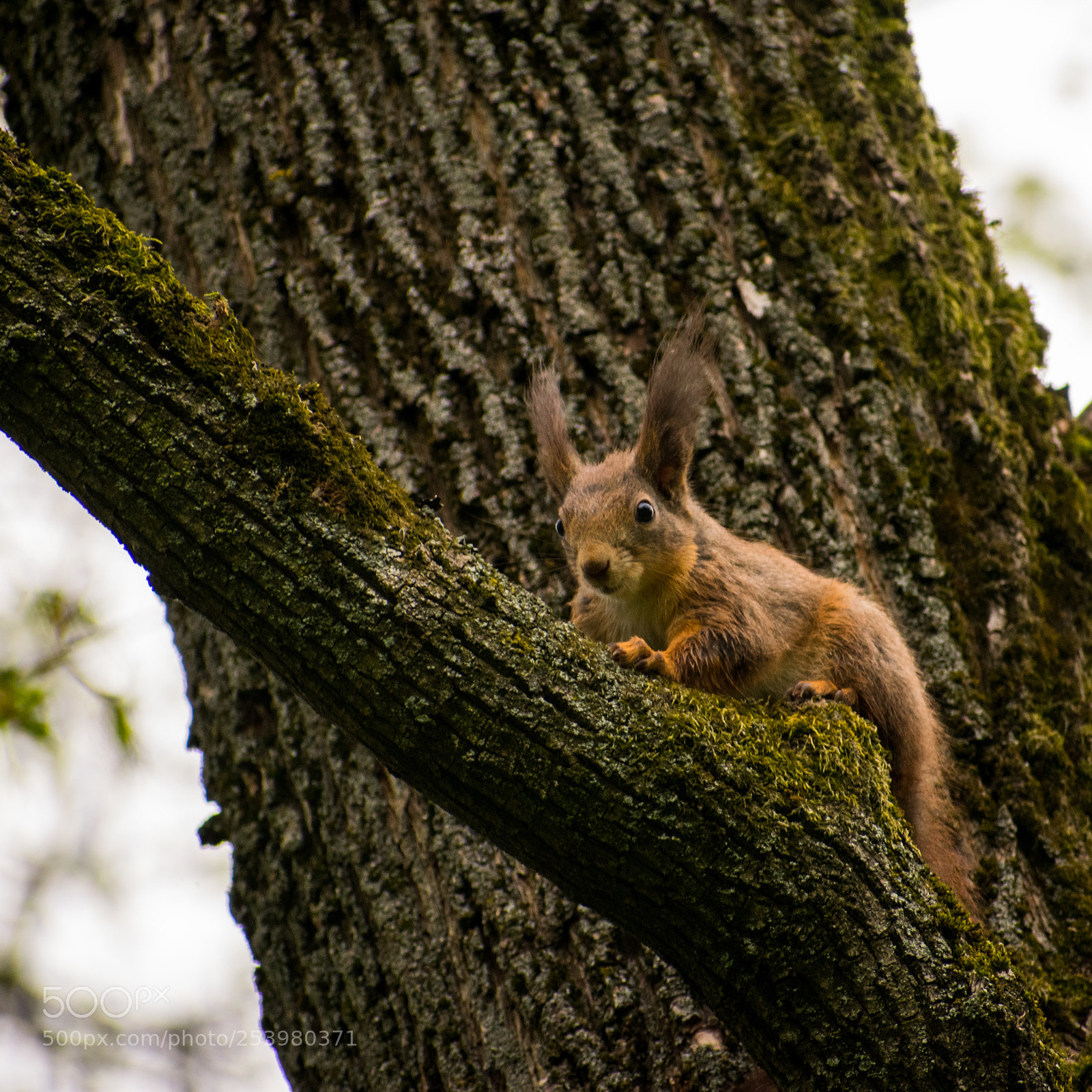 Nikon D3400 sample photo. Smiling on a tree photography