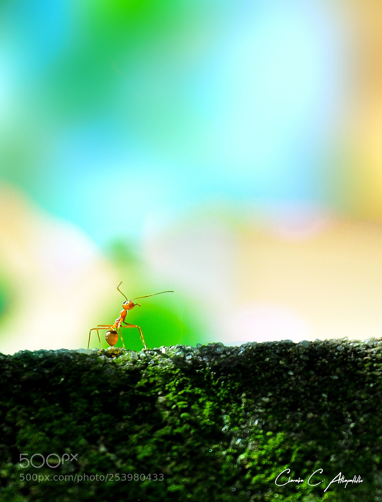 Nikon D90 sample photo. Prayer photography
