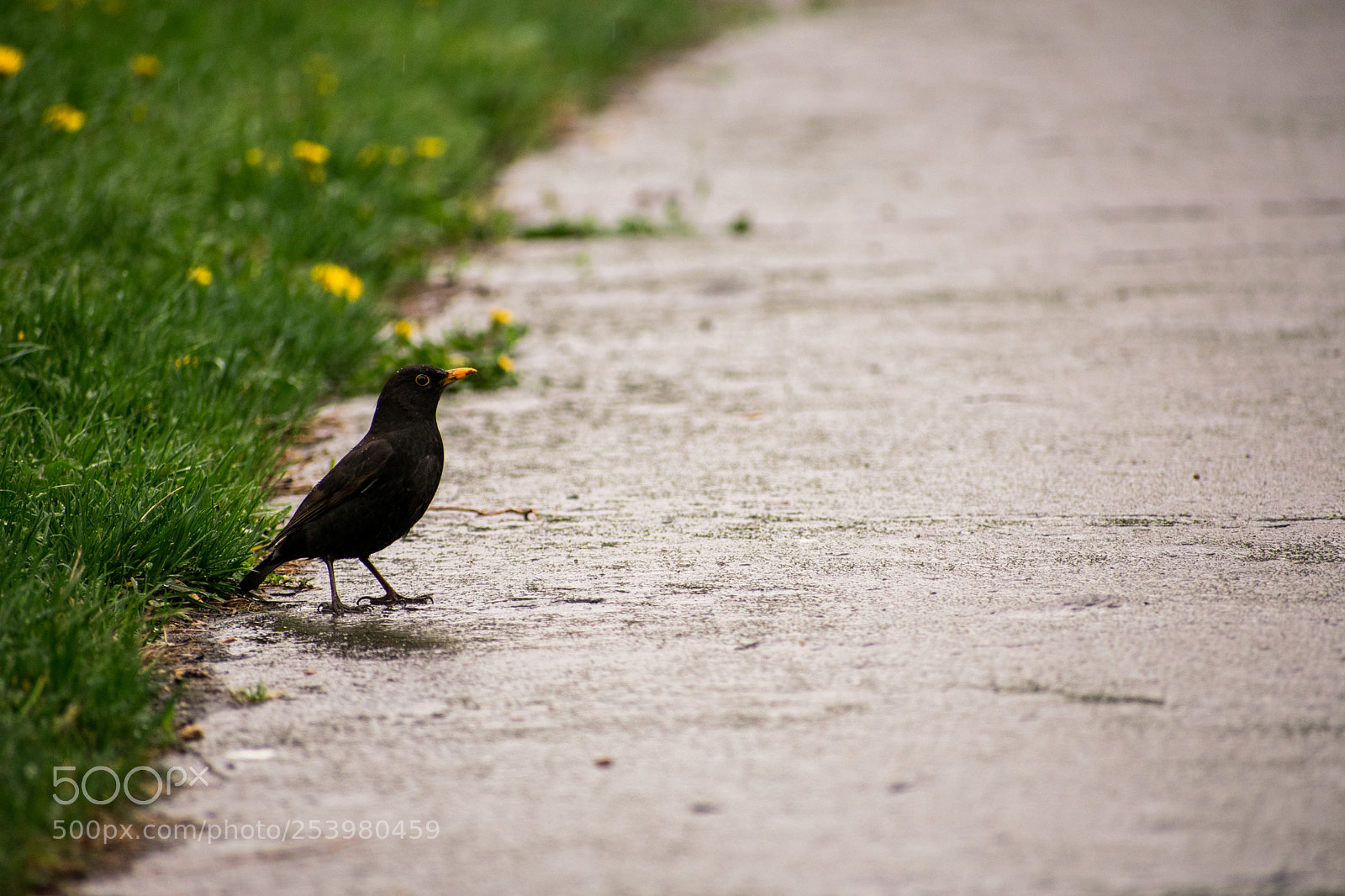 Nikon D3400 sample photo. The road ahead photography
