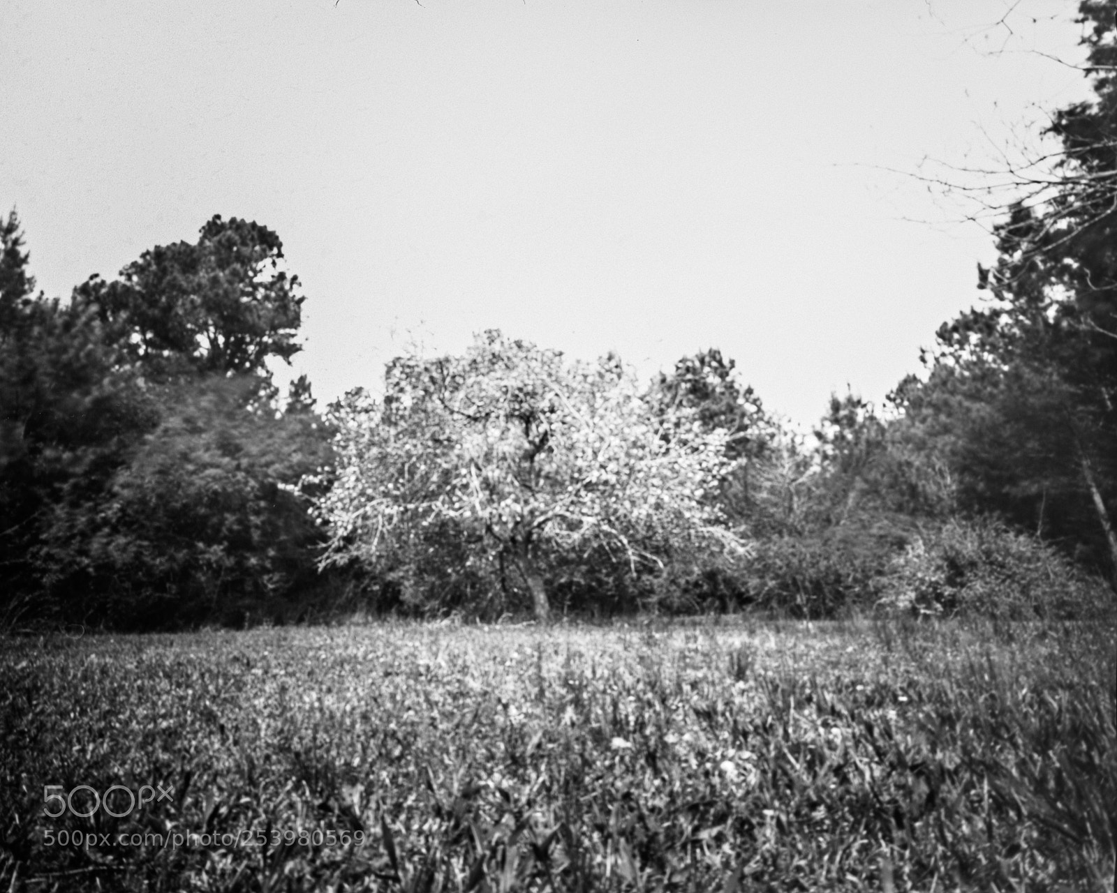 Pentax K-5 sample photo. Apple tree in bloom photography