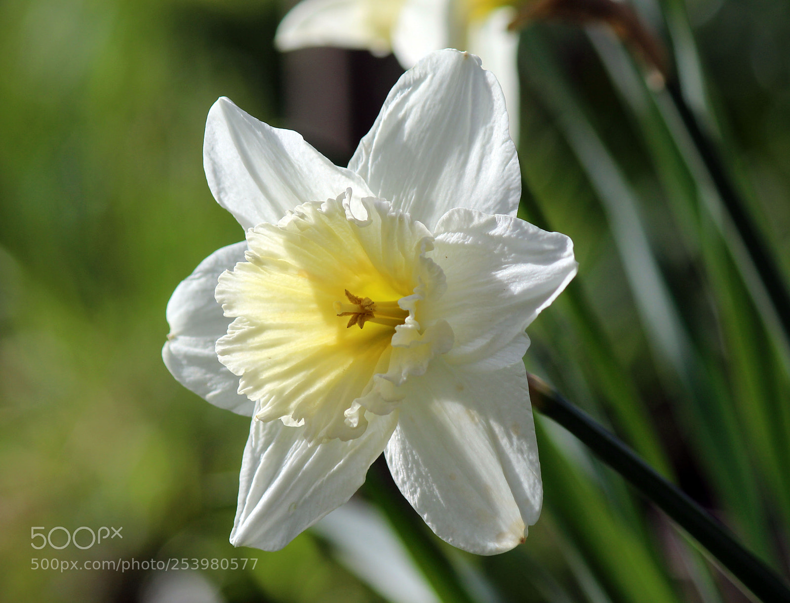 Canon EOS 600D (Rebel EOS T3i / EOS Kiss X5) sample photo. The white charme photography