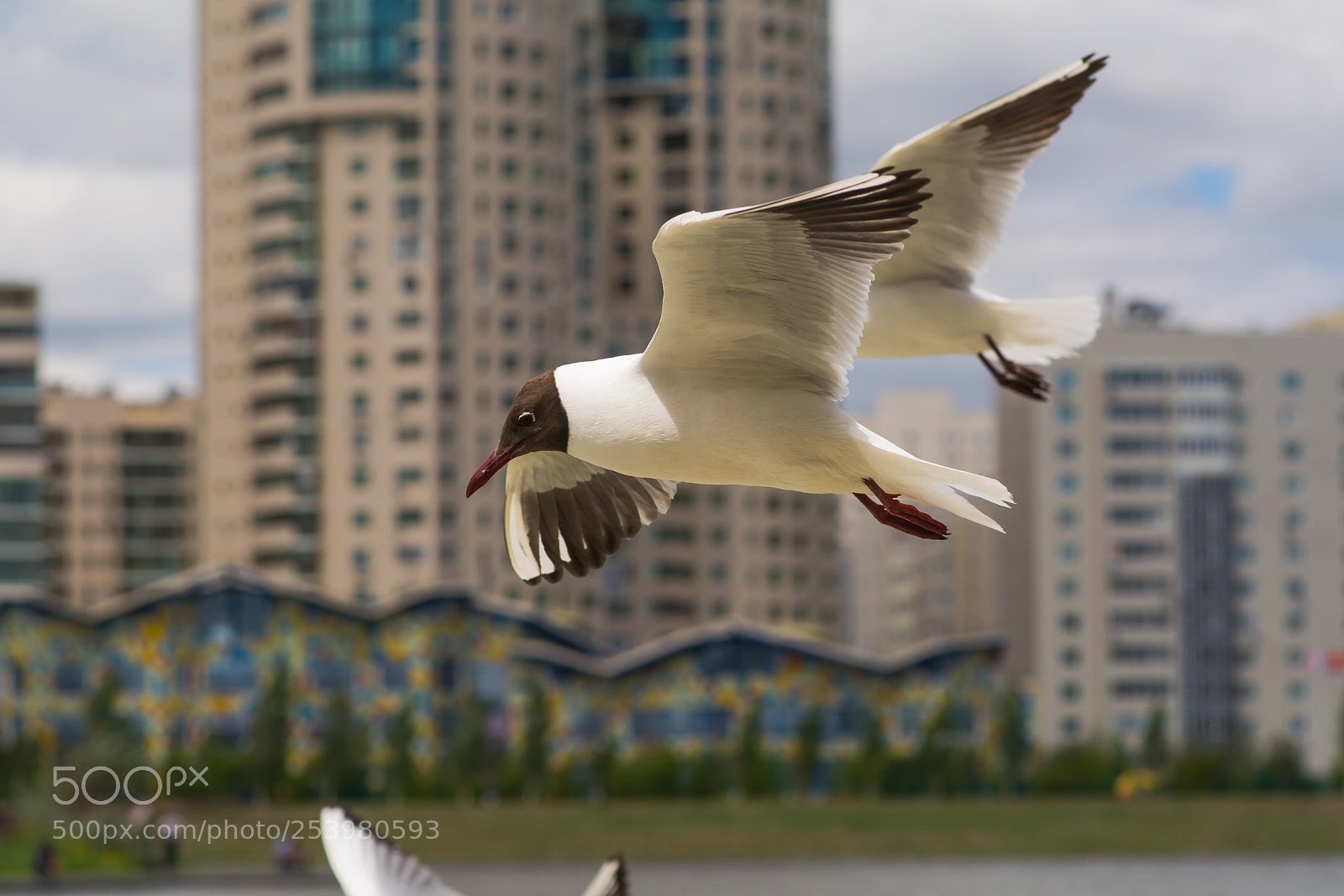Nikon D7100 sample photo. Angry birds photography