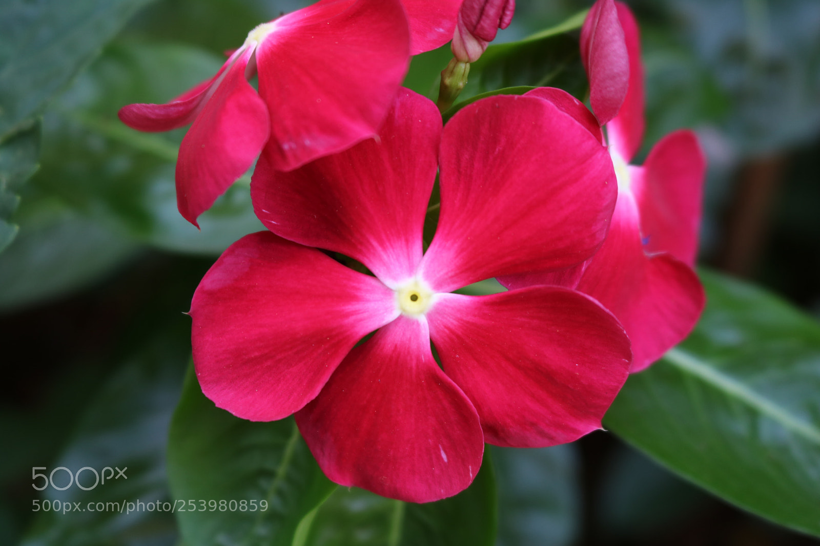 Canon EOS 750D (EOS Rebel T6i / EOS Kiss X8i) sample photo. Img photography