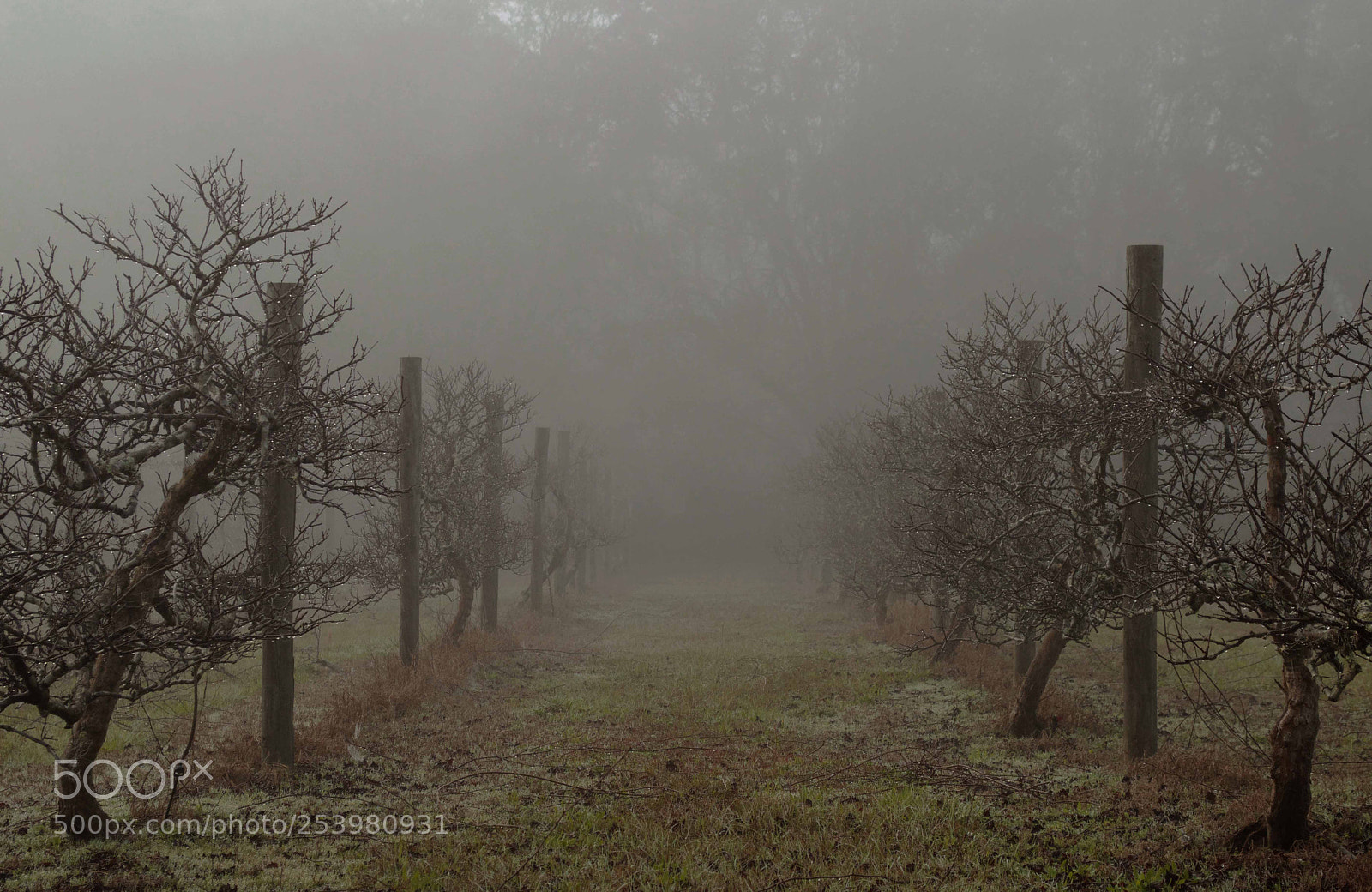 Nikon D3200 sample photo. Gramsgrapefieldpic photography
