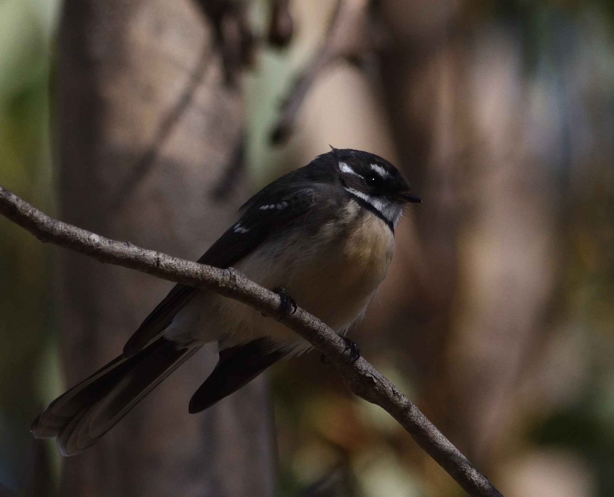 Nikon D7200 sample photo. Native bird photography