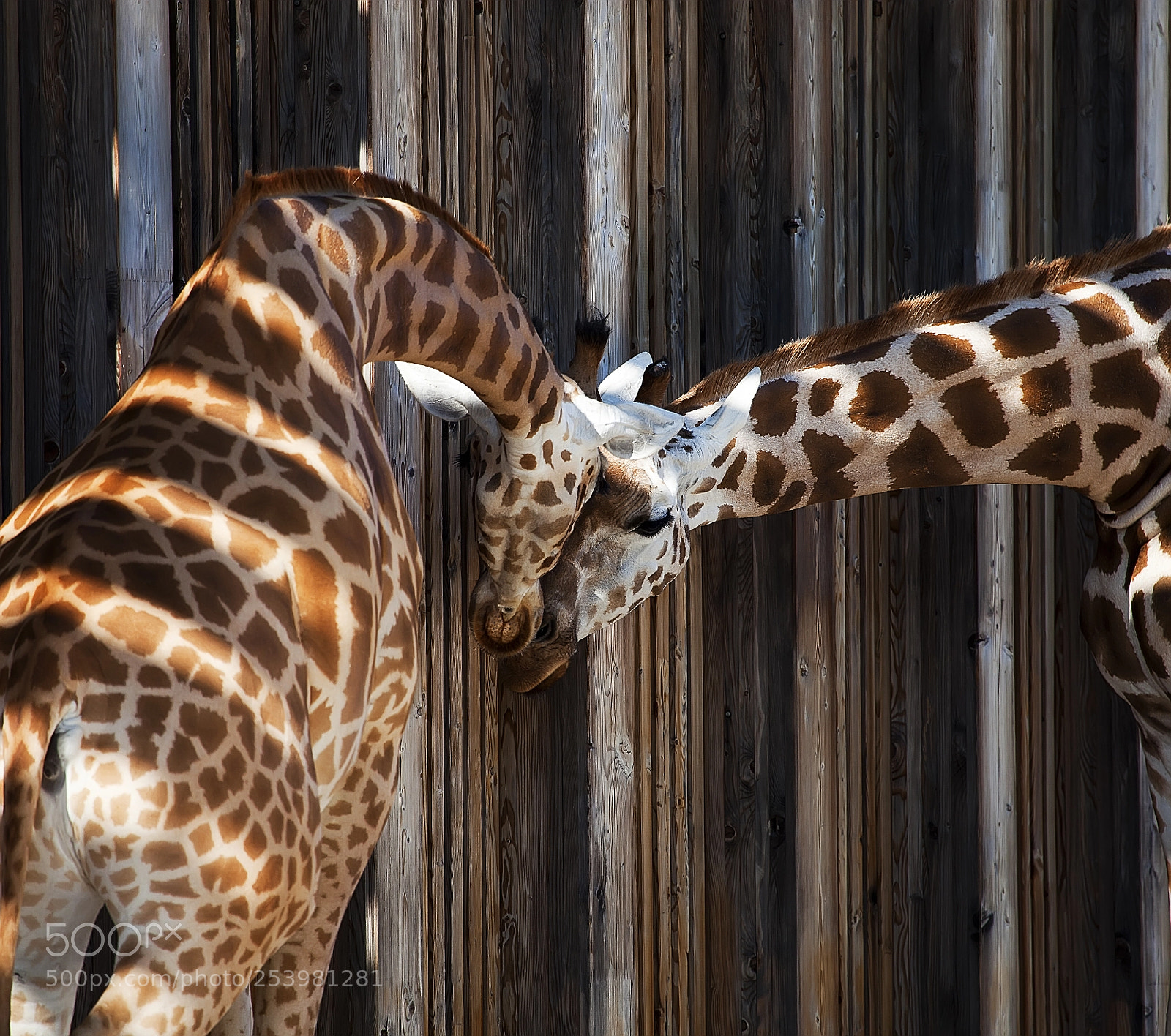 Canon EOS 5D Mark II sample photo. Tendresse photography