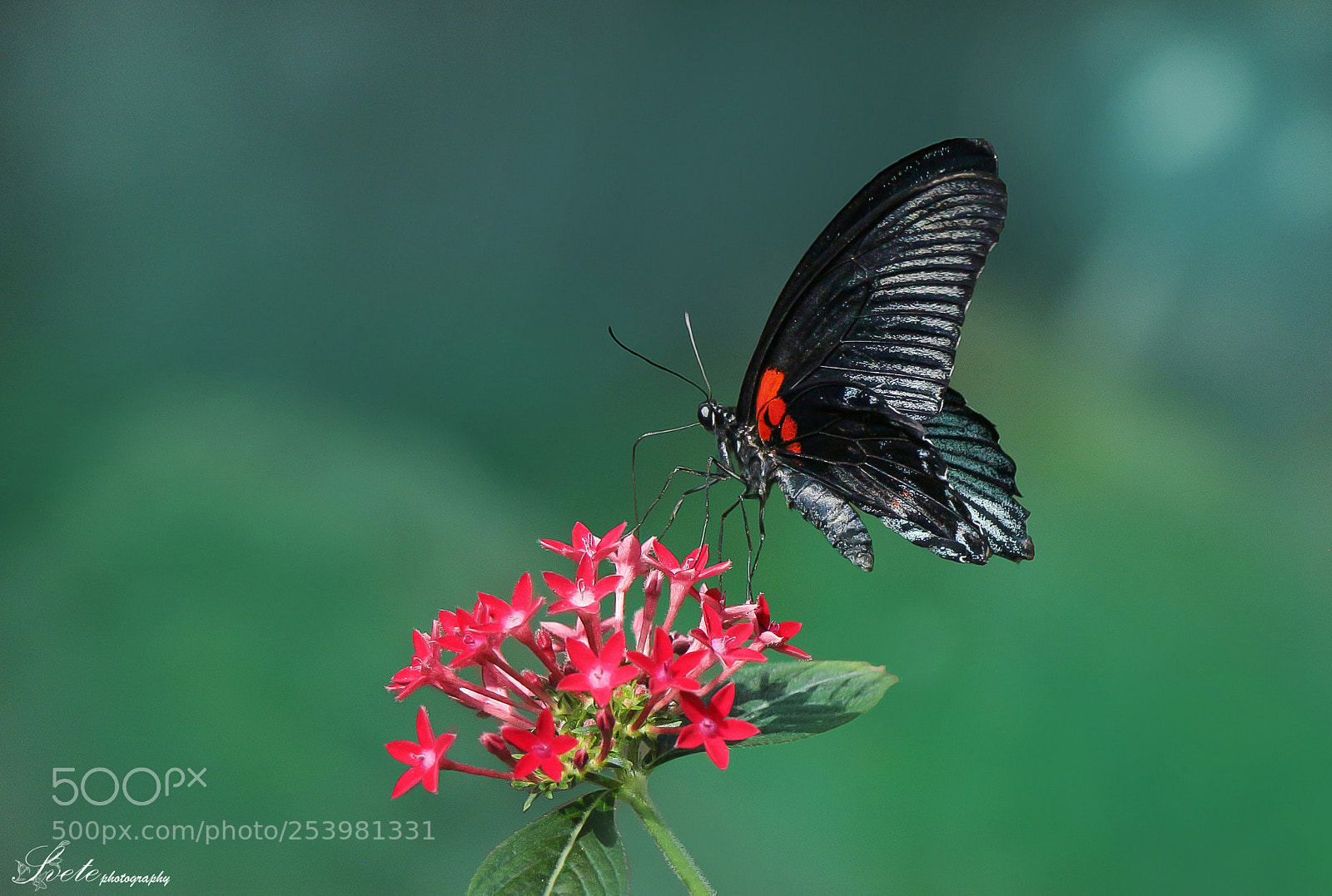 Canon EOS 700D (EOS Rebel T5i / EOS Kiss X7i) sample photo. Papilio memnon (great mormon) photography