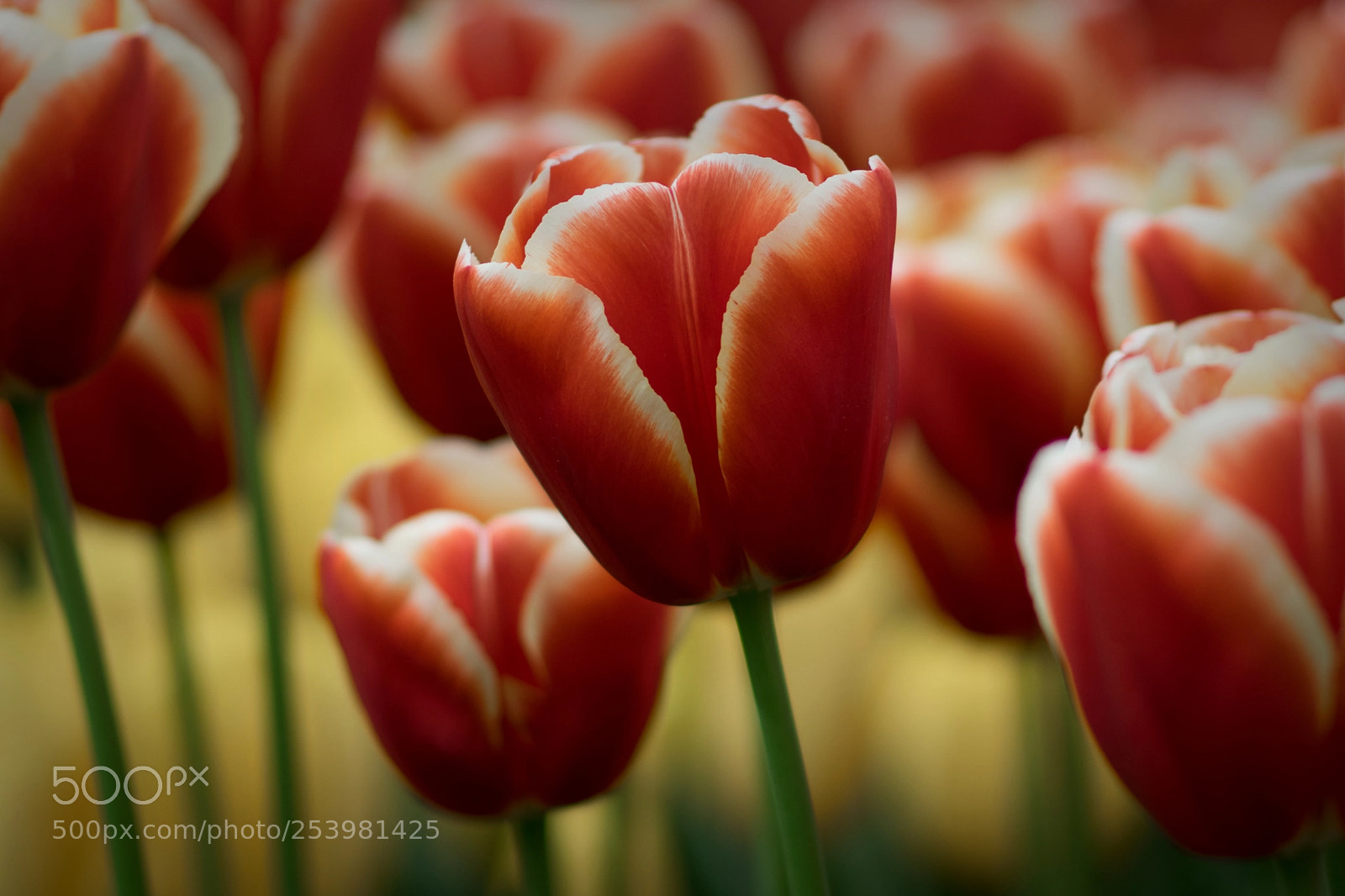 Nikon D5300 sample photo. And again ... some tulips photography