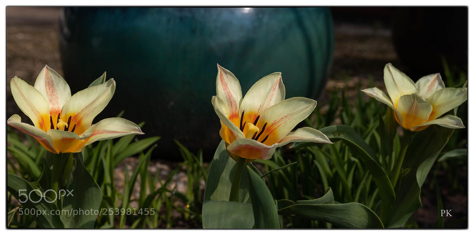 Canon EOS 80D sample photo. Tulips in my garden photography